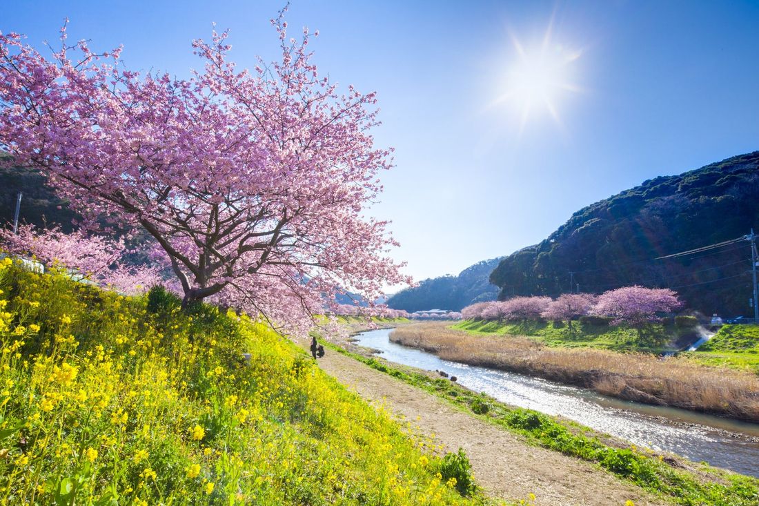 約８００本の河津桜が咲き誇る「みなみの桜と菜の花まつり」　２月１日(水)より開催 伊豆半島最南端の南伊豆町で、ひと足早…