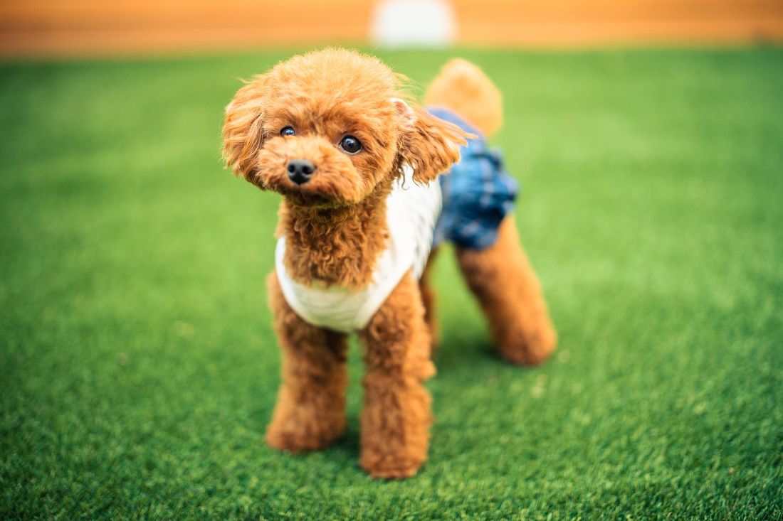 【南房総】岩井海岸まで徒歩2分!客室10室の海辺の愛犬宿『DANQOO ダンクー』NEW OPEN!