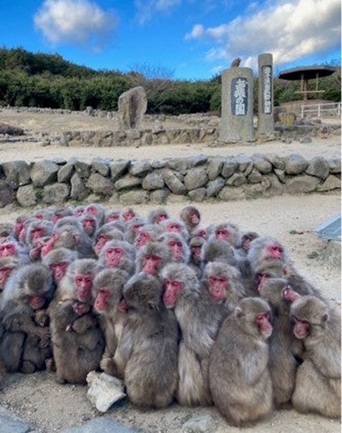 【両備グループ】小豆島　冬の風物詩　銚子渓・お猿の国の猿団子をご紹介 　マイカープランで楽しむ冬の小豆島