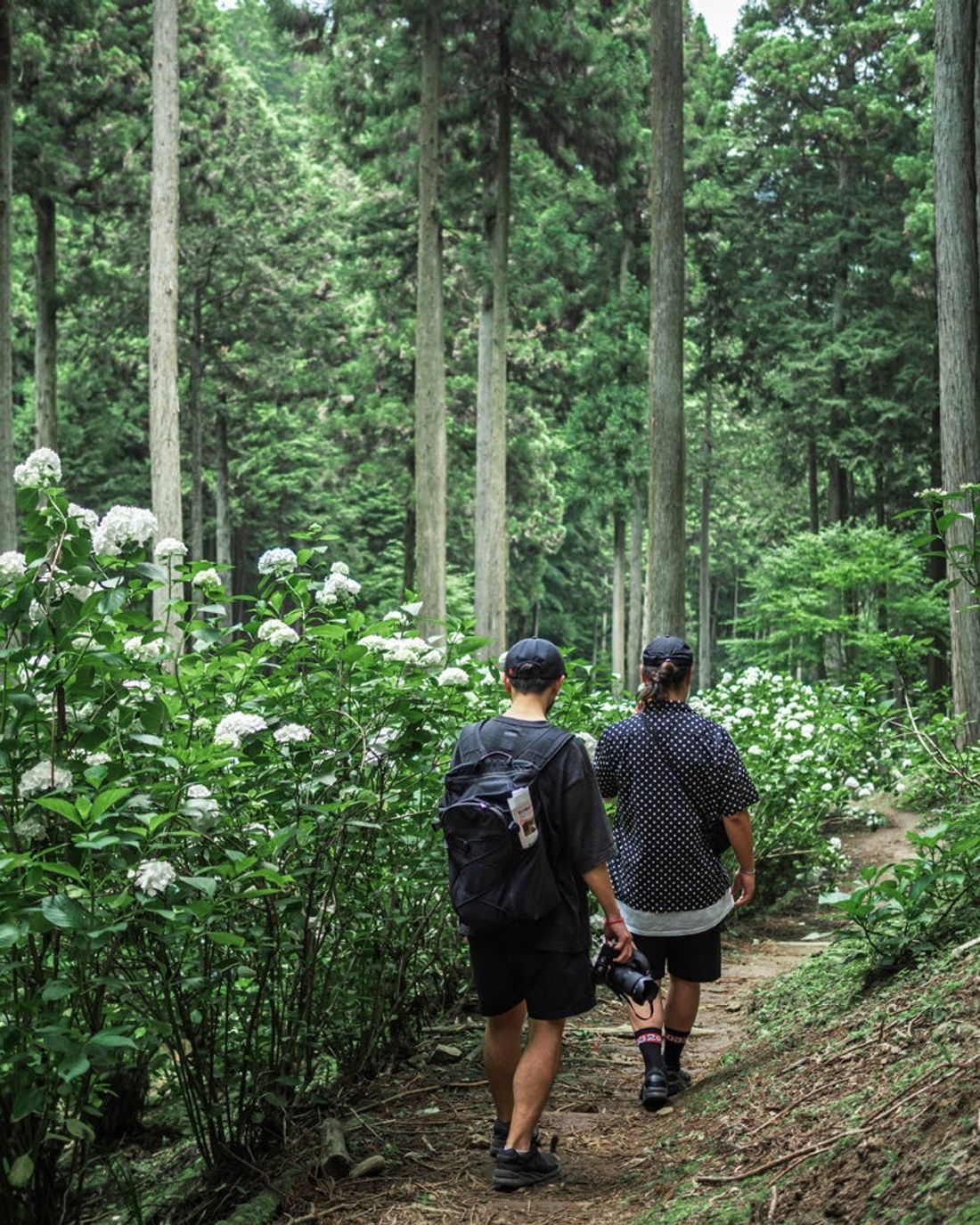 《南沢あじさい山》 東京都内屈指のアジサイの名所が、更に持続可能な観光名所としてリニューアル