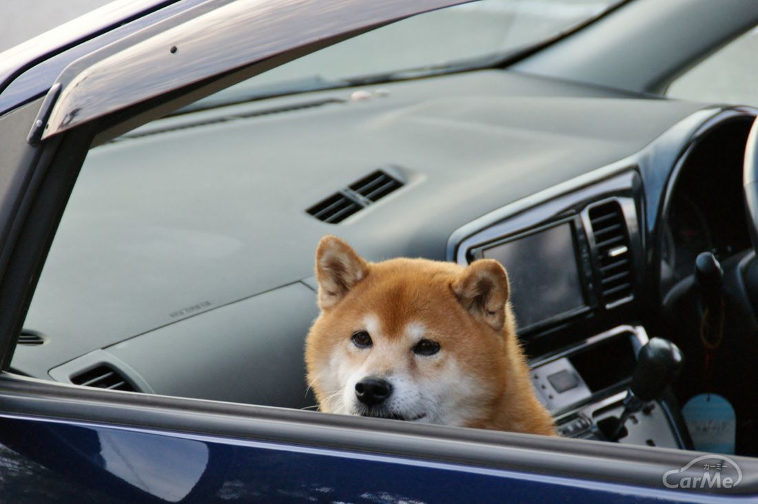 シートについたペットのおしっこ この臭いってどうすれば落ちる By 車選びドットコム