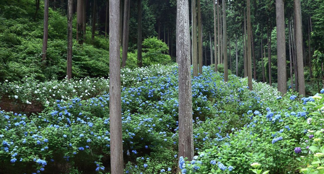 《南沢あじさい山》 東京都内屈指のアジサイの名所が、更に持続可能な観光名所としてリニューアル