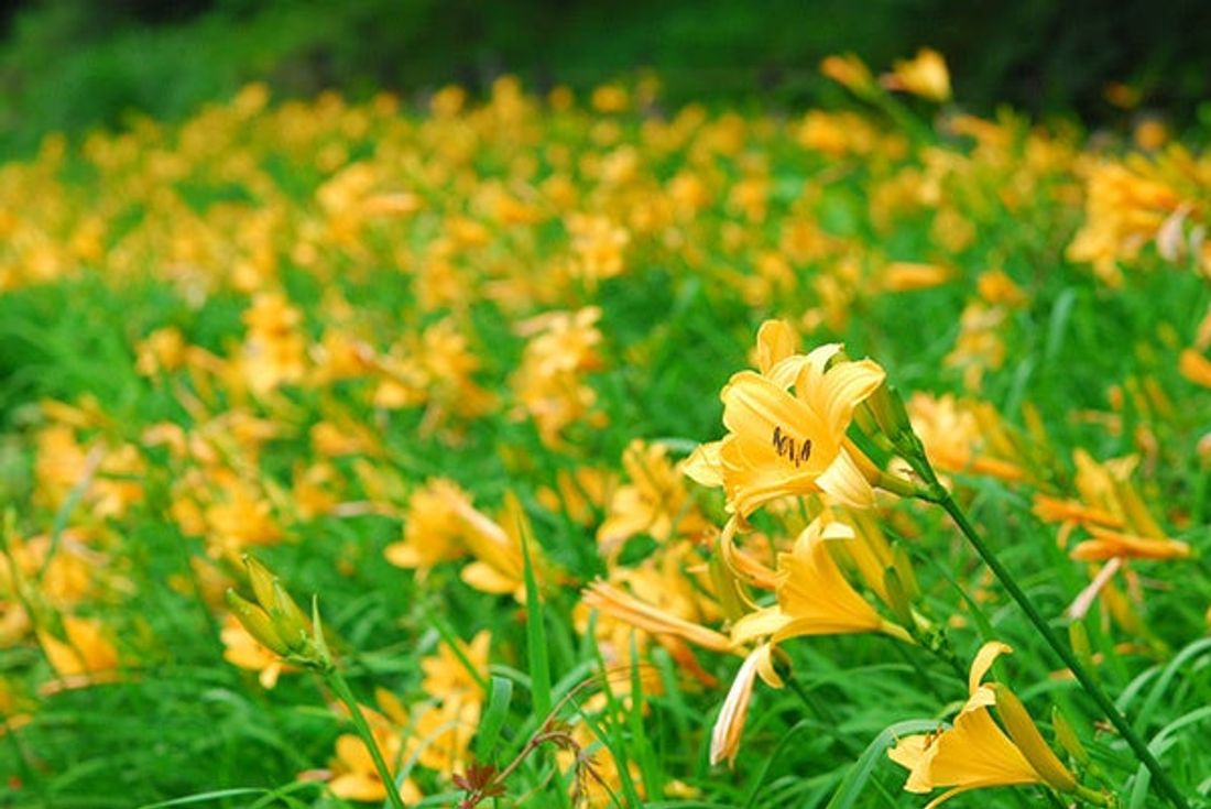 六甲高山植物園 明るい夏色の花！ 約1,000株の「ニッコウキスゲ」が見頃です