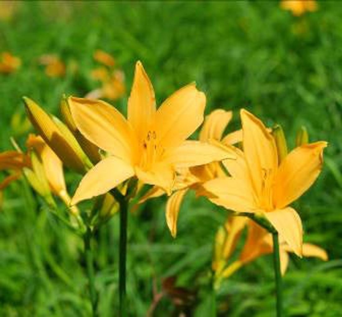 六甲高山植物園 明るい夏色の花！ 約1,000株の「ニッコウキスゲ」が見頃です