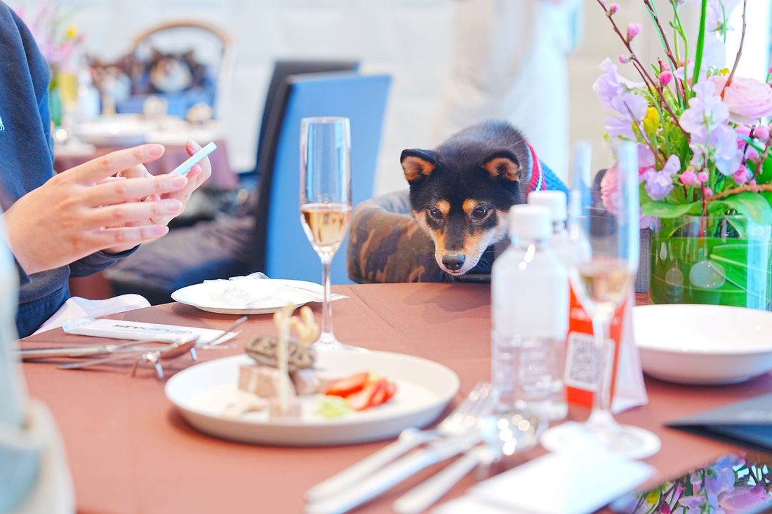 レクサス有明主催|トヨタモビリティ東京株式会社 レクサス有明にて3日間限定企画「LEXUS DOG FESTA Pre…