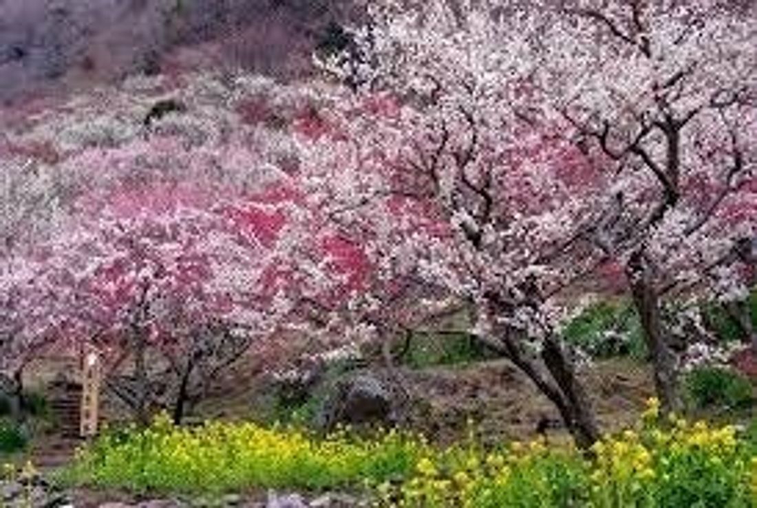 温泉とともに愛でる早春の華やぎ~湯河原梅林「梅の宴」鑑賞特別プラン~