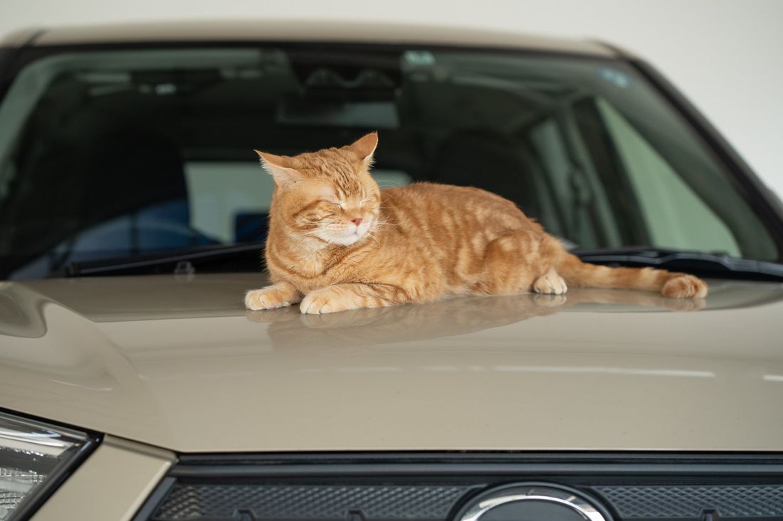猫がクルマに入り込むポイントは“寒さ”より“子猫”ＪＡＦに要請のあったトラブル件数は6月に343件！