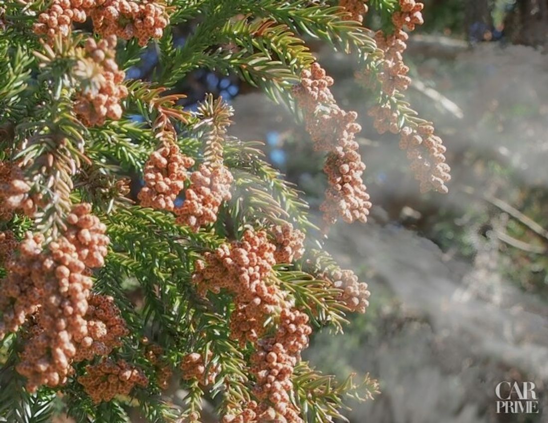 花粉シーズン前こそ差がつく理由