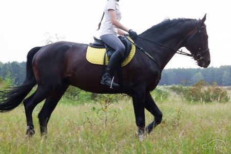 乗馬