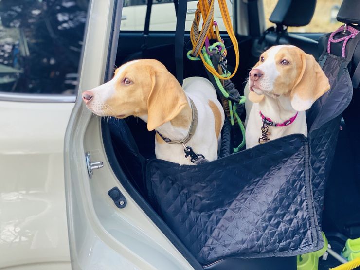 犬　車に乗っている