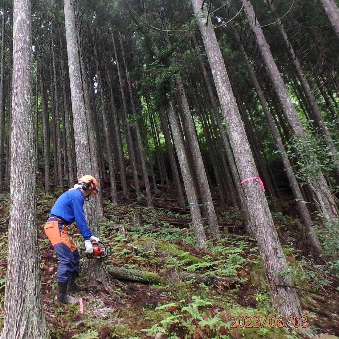 トヨタ　新たな間伐材プロジェクト「はじめてのとよた」を発表トヨタ三重宮川山林の間伐材から誕生した乳幼児向けの木製玩具「…