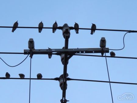 車のボディに鳥のフン 落とし方と対策は 車ニュース 中古車情報 中古車検索なら 車選びドットコム 車選び Com 車のボディに鳥のフン 落とし方と対策は 車ニュース 中古車情報 中古車検索なら 車選びドットコム 車選び Com