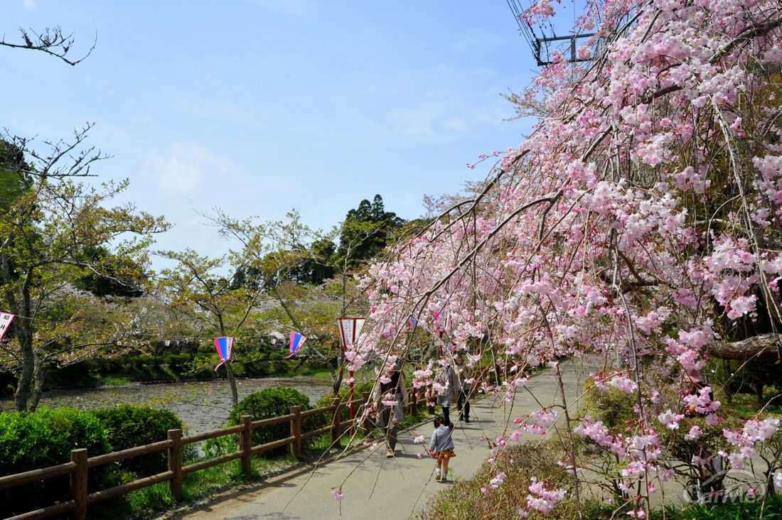 お花見ドライブデートに 関東近郊おすすめ桜名所 お花見スポット10選