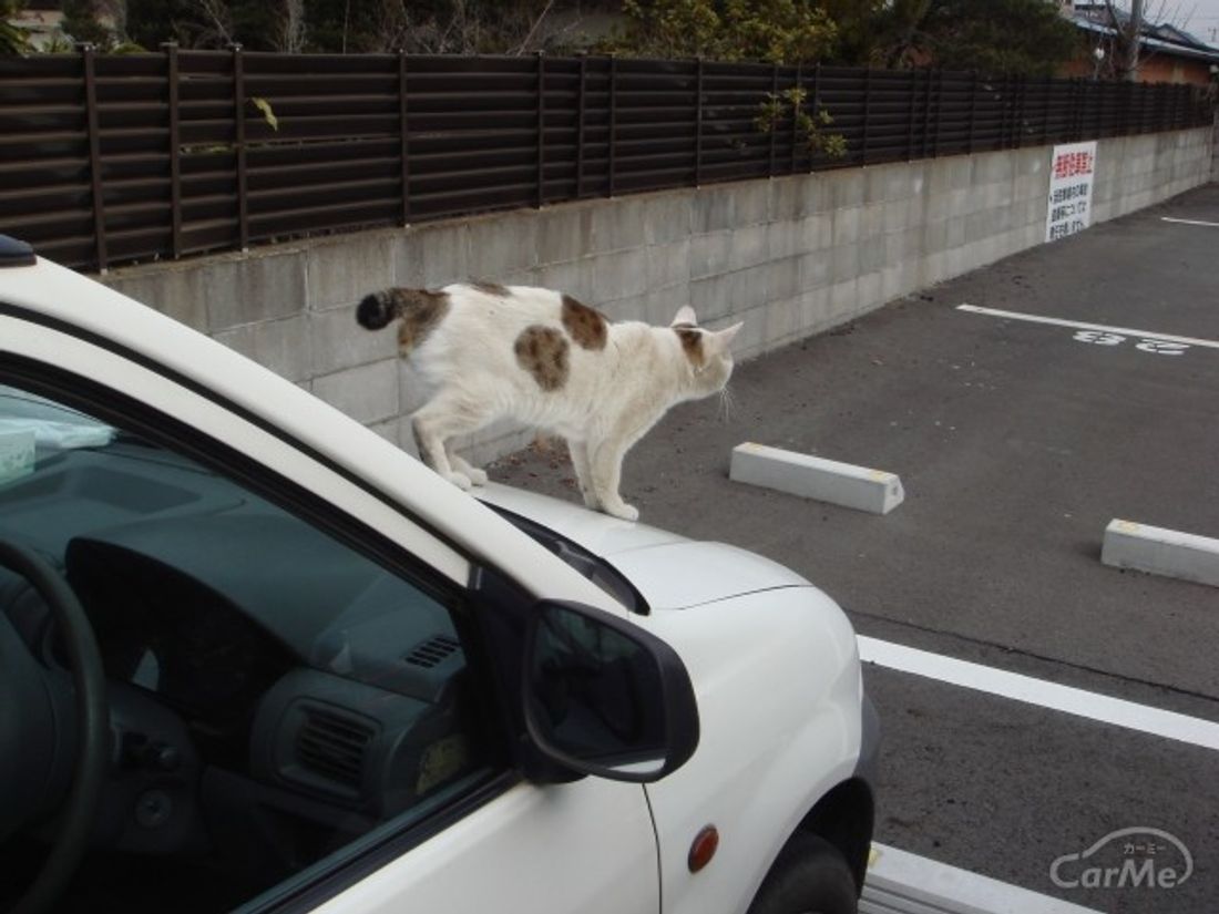 エンジンルームに動物を入れない対策 車ニュース 中古車情報 中古車検索なら 車選びドットコム 車選び Com