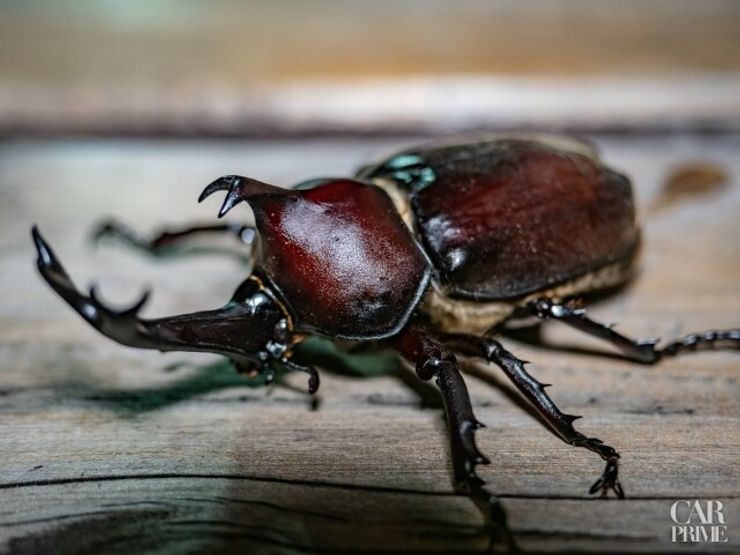 カブトムシ
