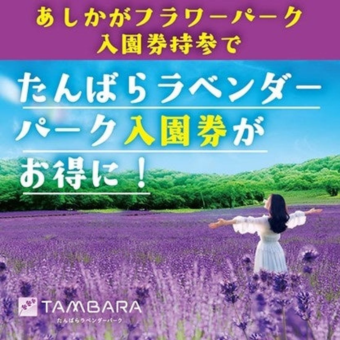 標高 1,300 mに咲き誇る 5 万株のラベンダーたんばらラベンダーパーク　7 月 6 日より営業開始！