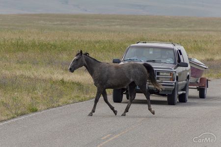 車道を横切る馬