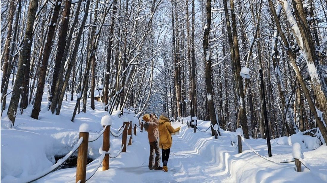 【新富良野プリンスホテル】雪の妖精「シマエナガ」と過ごす、とことん!シマエナガ旅シマエナガを探すバードウォッチング体験…
