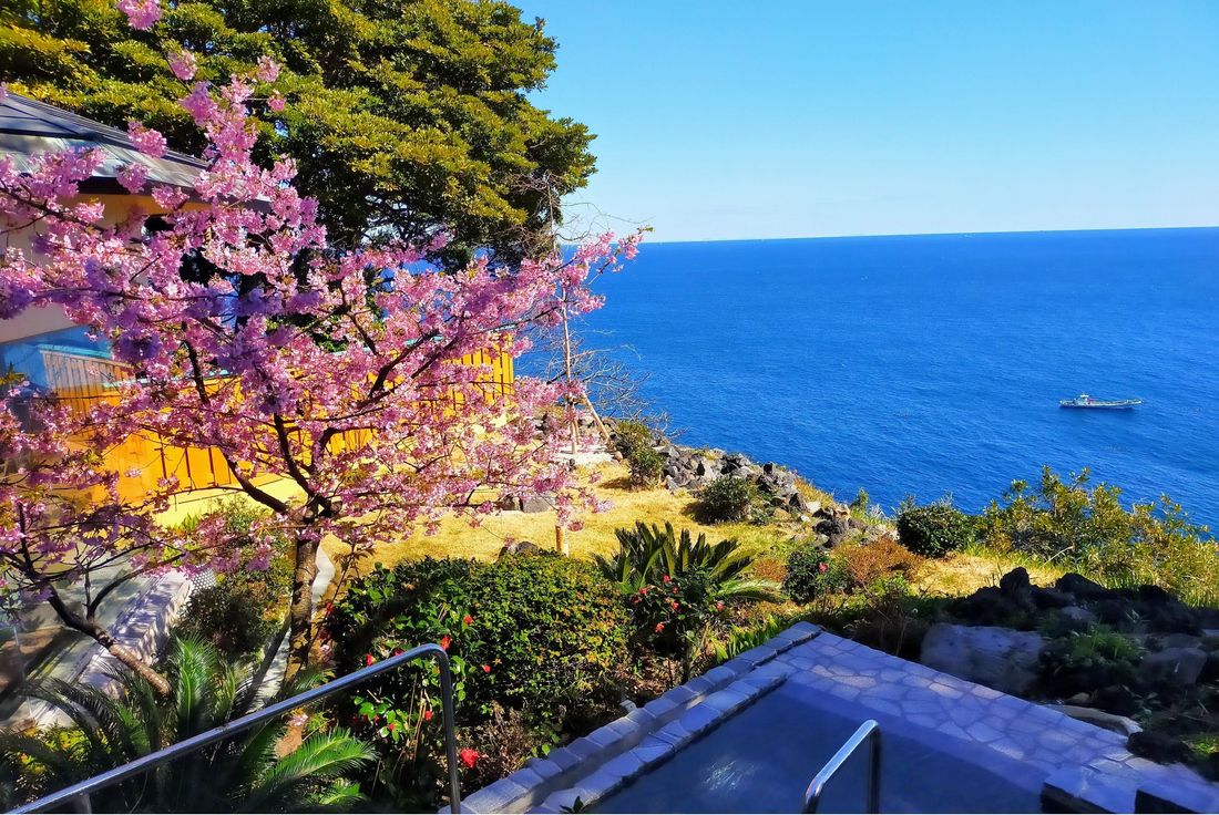 【吉祥CAREN】東伊豆の隠れ家に咲く、河津桜・大島桜・ソメイヨシノで春を感じる花の旅