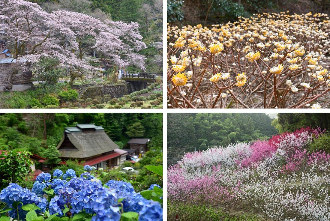 《南沢あじさい山》 東京都内屈指のアジサイの名所が、更に持続可能な観光名所としてリニューアル